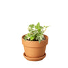 English Ivy 'Glacier' Indoor Plants House Plant Dropship 4" Pot Terra Cotta Short 