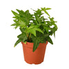 English Ivy Green California Houseplant-SproutSouth-Indoor Plants