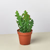 Epiphyllum 'Ric Rac' Cactus House Plant Dropship 