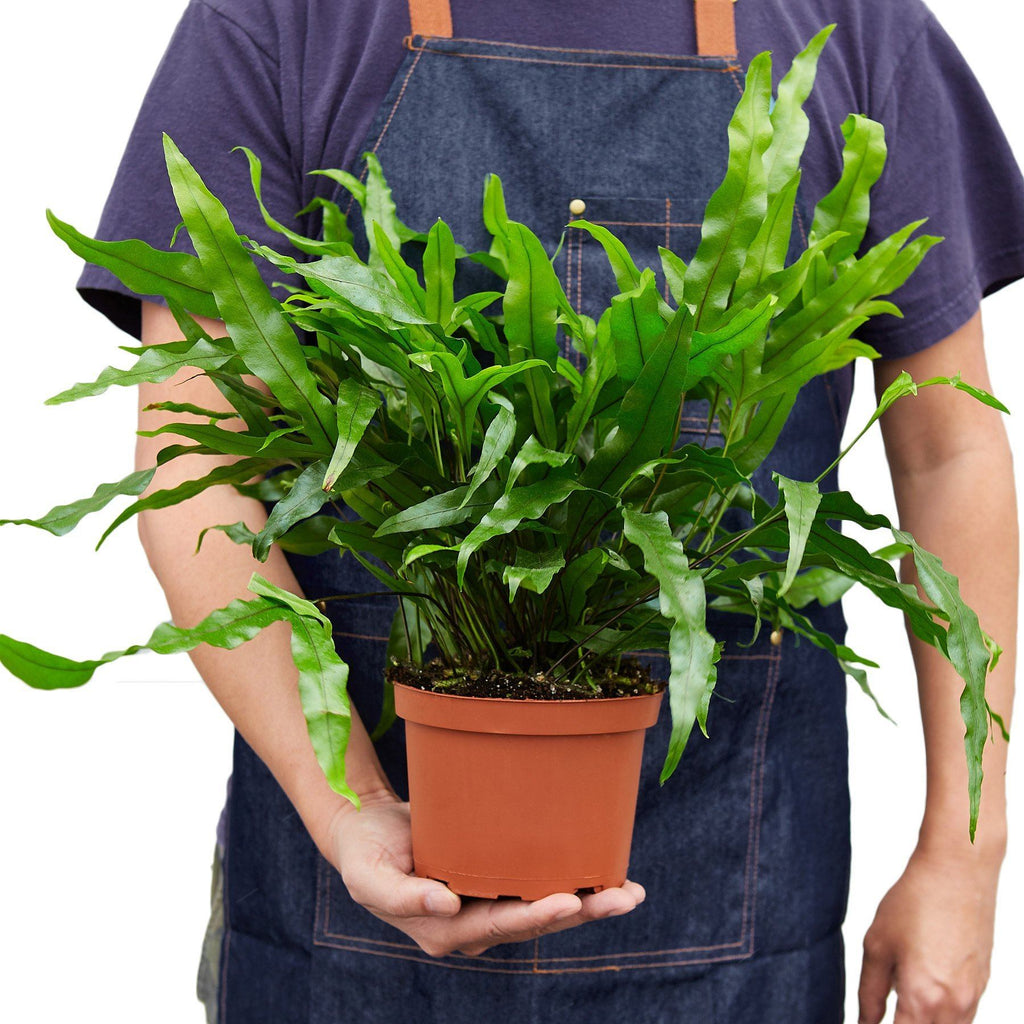 Fern 'Kangaroo Paw' Indoor Plant-SproutSouth-Indoor Plants