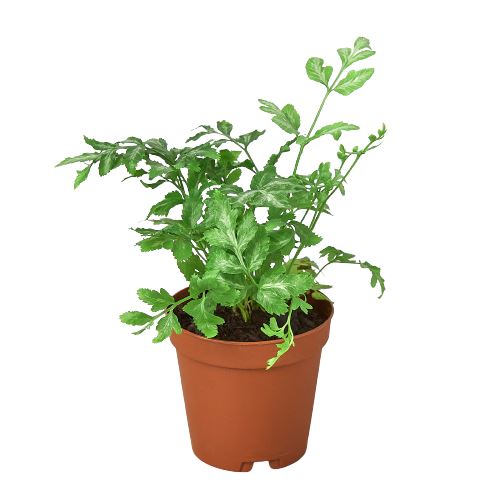 Fern 'Silver Lace' 2" Plant (1pk/$0.75) ($4 Ship/12oz) House Plant Dropship 2" Pot 