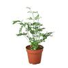 Fern 'Silver Lace' 2" Plant (1pk/$0.75) ($4 Ship/12oz) House Plant Dropship 4" Pot 