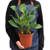 Ficus 'Audrey' - 4" Pot House Plant Dropship 