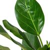 Ficus 'Audrey' - 4" Pot House Plant Dropship 