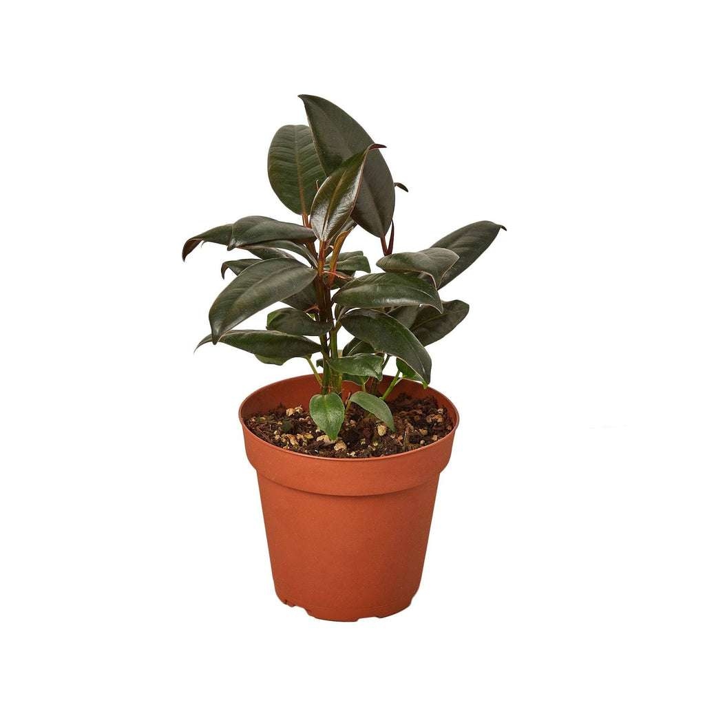 Ficus Elastica 'Burgundy' Houseplant-SproutSouth-Indoor Plants