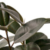 Ficus Elastica 'Burgundy' Houseplant-SproutSouth-Indoor Plants
