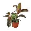 Ficus Elastica 'Ruby Pink' Indoor Plants House Plant Dropship 6" Pot 