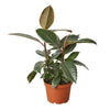 Ficus Elastica 'Tineke' Indoor Plants House Plant Dropship 6" Pot 