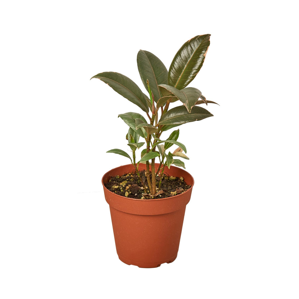 Ficus Elastica 'Tineke' Indoor Plants House Plant Dropship 4" Pot 