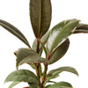 Ficus Elastica 'Tineke' Indoor Plants House Plant Dropship 