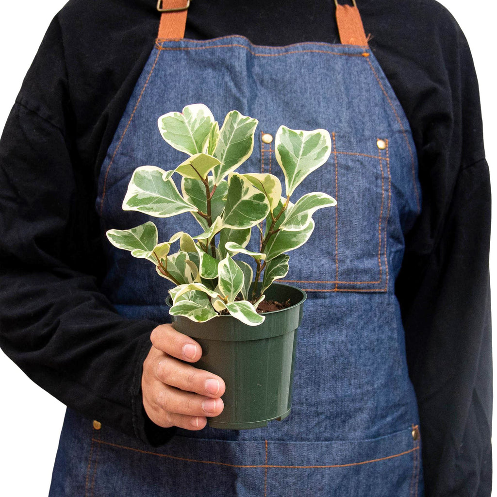 Ficus Elastica 'Triangularis' Variegated Indoor Plants House Plant Dropship 4" Pot 