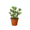 Ficus Elastica 'Triangularis' Variegated Indoor Plants House Plant Dropship 