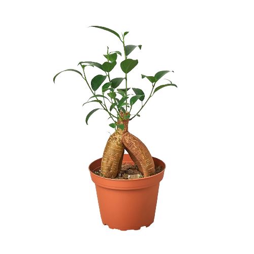 Ficus 'Ginseng' Indoor Plants House Plant Shop 4" Pot 