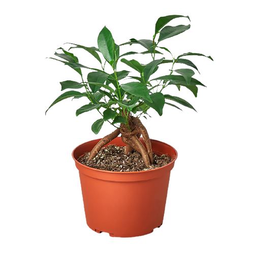 Ficus 'Ginseng' Indoor Plants House Plant Shop 6" Pot 