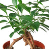 Ficus 'Ginseng' Indoor Plants House Plant Shop 