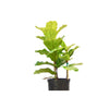 Ficus Lyrata 'Fiddle Leaf Fig' Indoor Plants House Plant Shop 