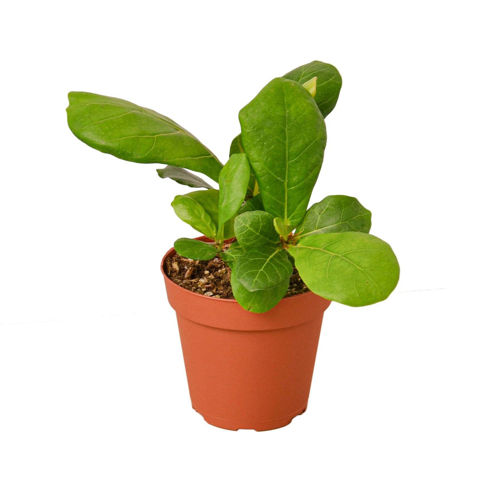 Ficus Lyrata 'Fiddle Leaf Fig' Indoor Plants House Plant Shop 4" Pot 