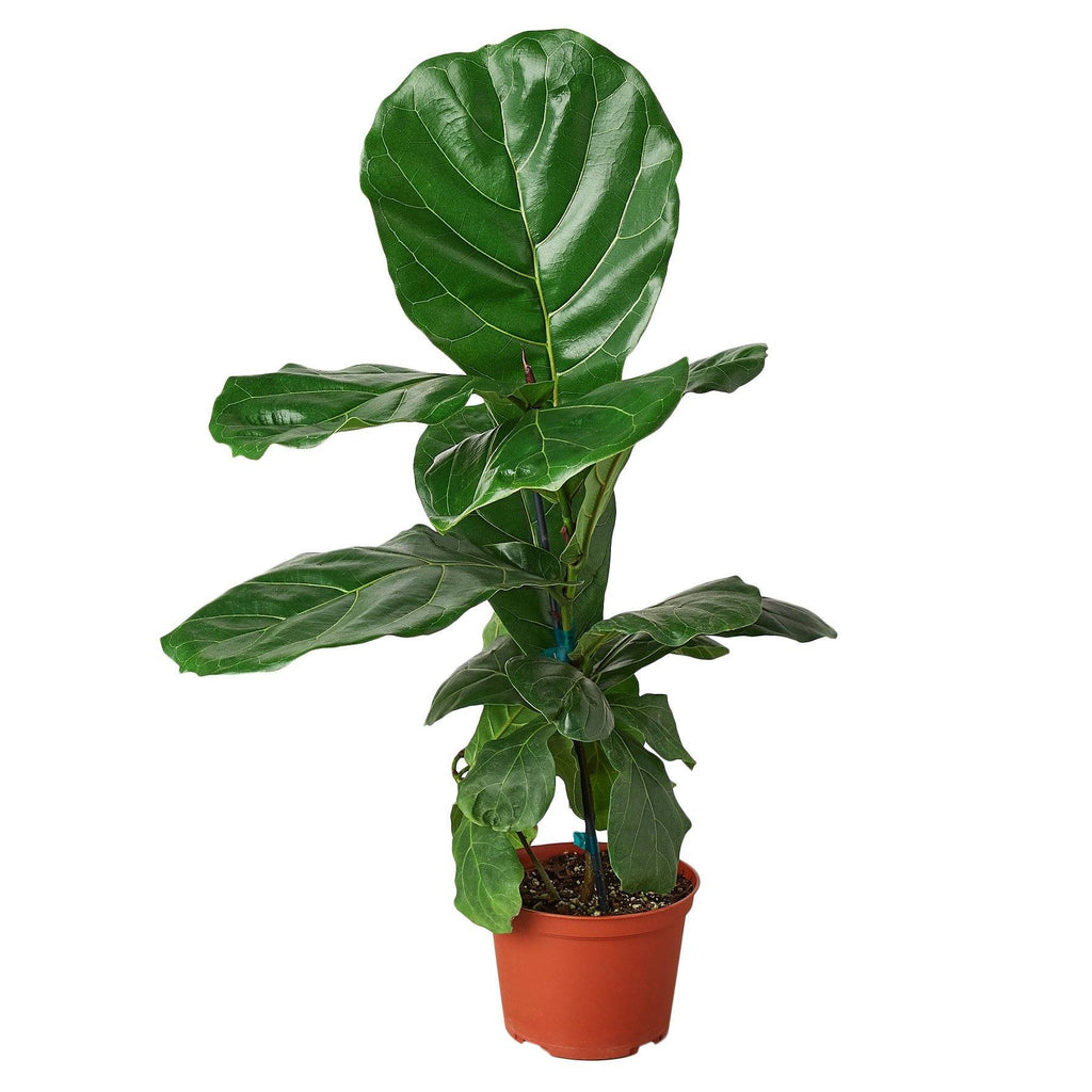 Ficus Lyrata 'Fiddle Leaf Fig' Indoor Plants House Plant Shop 6" Pot 