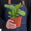 Ficus Lyrata 'Fiddle Leaf Fig' Indoor Plants House Plant Shop 