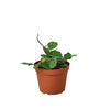 Hoya Carnosa 'Chelsea' Indoor Plants House Plant Dropship 