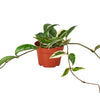 Hoya Carnosa 'Tricolor' Indoor Plants House Plant Dropship 