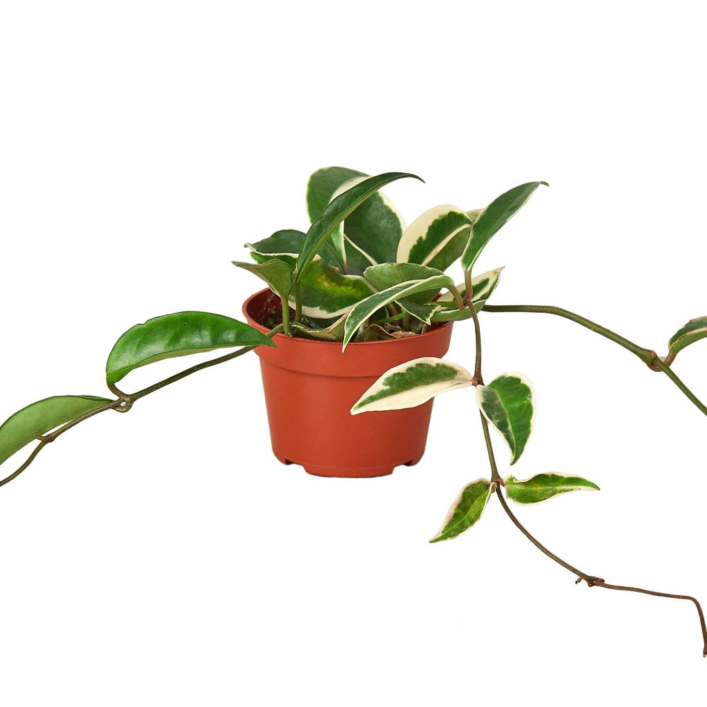 Hoya Carnosa 'Tricolor' Indoor Plants House Plant Dropship 