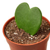 Hoya Sweetheart 4" Plant House Plant Dropship 