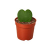Hoya Sweetheart 4" Plant House Plant Dropship 