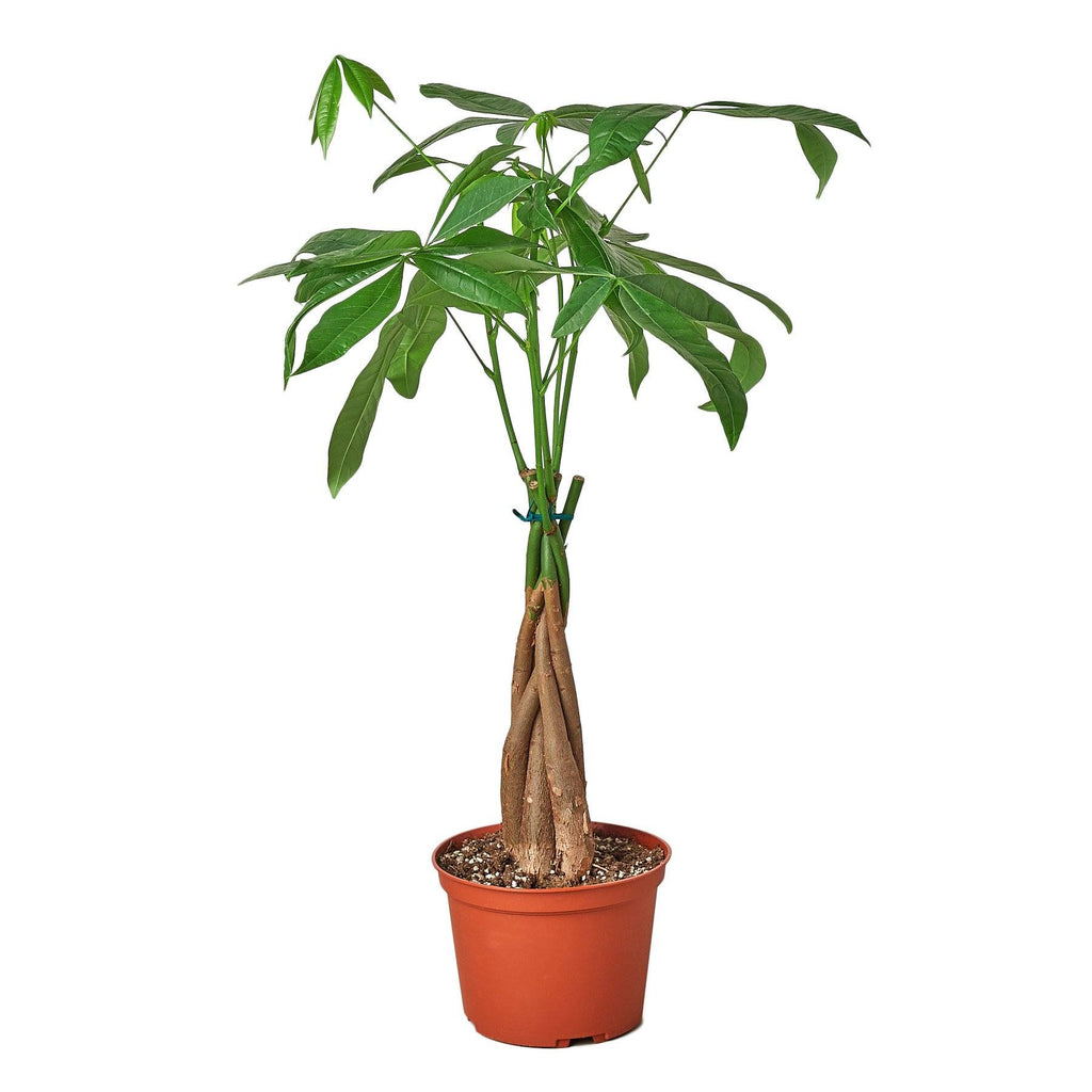 Money Tree 'Guiana Chestnut' Pachira Braid Indoor Plants House Plant Shop 