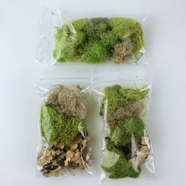 Moss & Lichen Small Pack-SproutSouth-Terrarium Kit