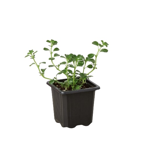 Nettle 'Baby's Tear' Indoor Plants House Plant Dropship 3" Pot 