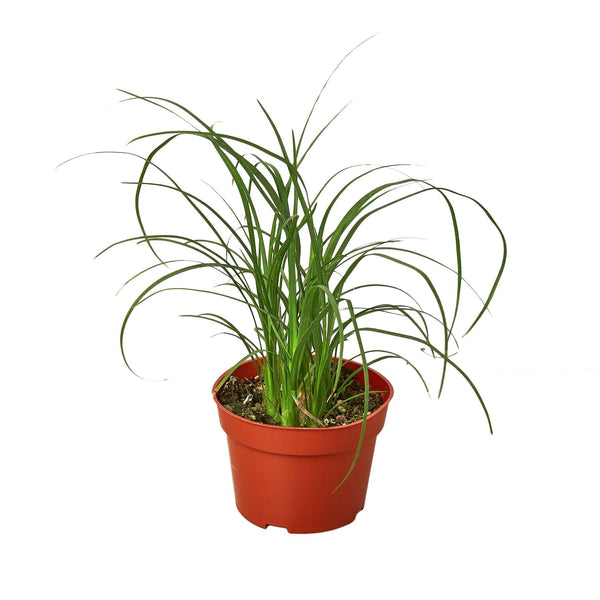 Palm Ponytail Indoor Plant-SproutSouth-Indoor Plants