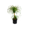 Palm Ponytail Indoor Plant-SproutSouth-Indoor Plants