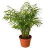 Parlor Palm Houseplant-SproutSouth-Indoor Plants