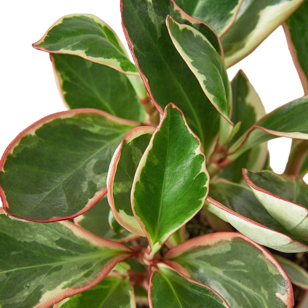 Peperomia 'Ginny' Indoor Plants House Plant Dropship 