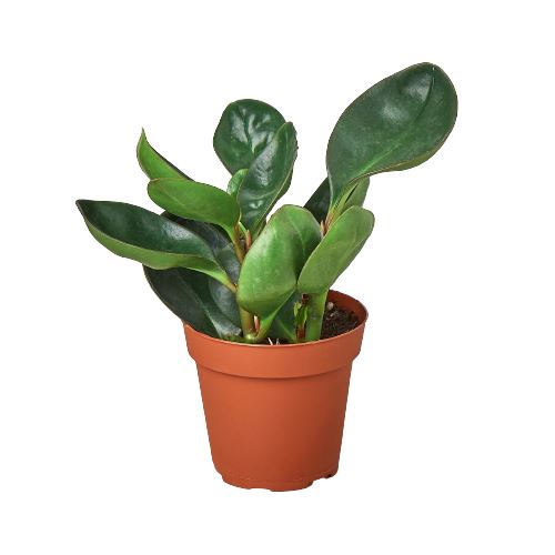 Peperomia Red Edge Indoor Plants House Plant Dropship 