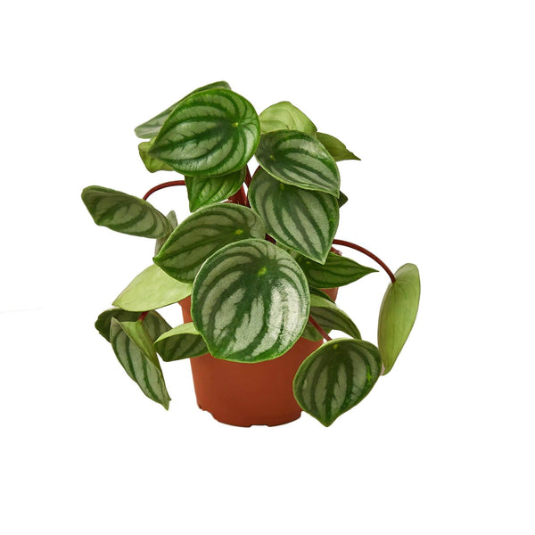 Peperomia Watermelon 4" Plant House Plant Dropship 