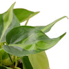 Philodendron 'Brasil' Houseplant-SproutSouth-Indoor Plants