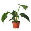 Philodendron 'Congo Green' 6" Plant House Plant Dropship 
