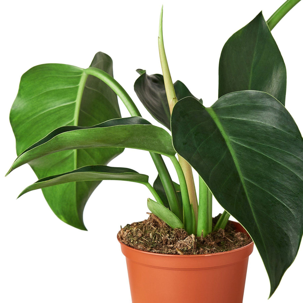 Philodendron 'Congo Green' 6" Plant House Plant Dropship 