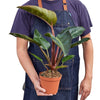 Philodendron 'Congo Rojo' 6" Plant House Plant Shop 