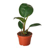 Philodendron 'Congo Rojo' 6" Plant House Plant Shop 4" Pot 