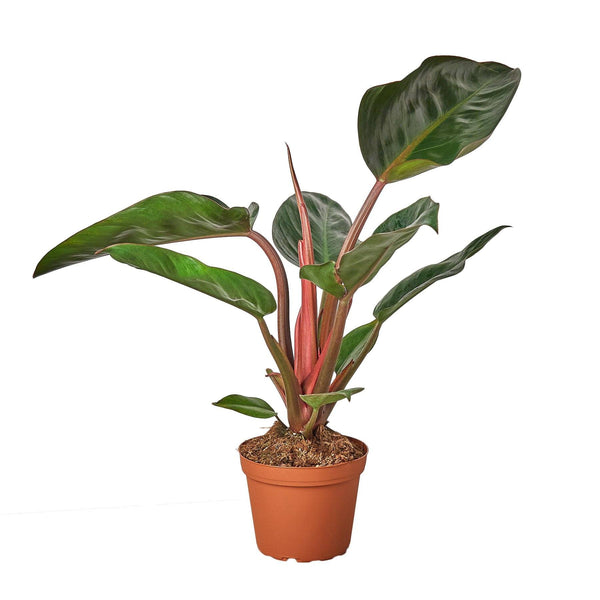Philodendron 'Congo Rojo' 6" Plant House Plant Shop 6" Pot 