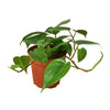 Philodendron Cordatum Heartleaf Indoor Houseplant-SproutSouth-Indoor Plants