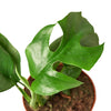 Philodendron Mini Monstera Minima 4" Plant (1pk/$2) ($6 Ship/15oz) House Plant Shop 