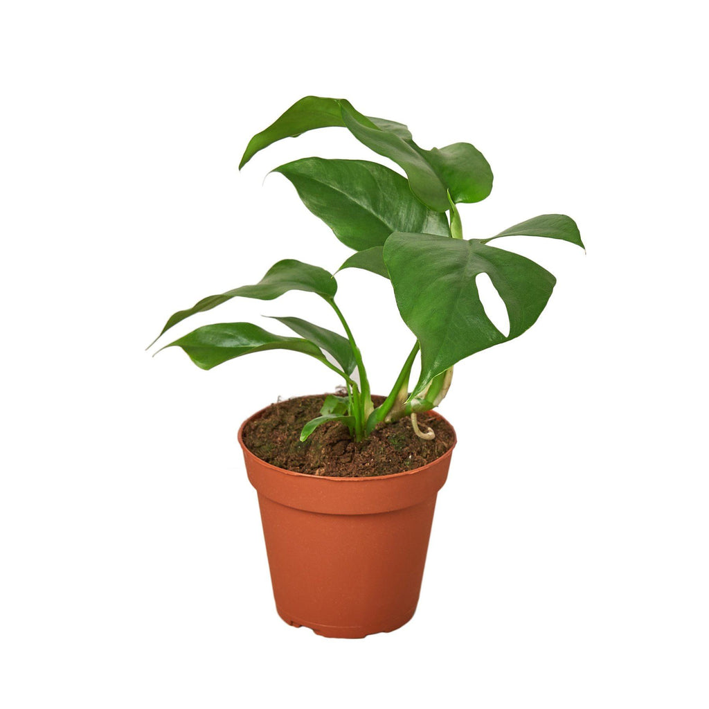 Philodendron Mini Monstera Minima 4" Plant (1pk/$2) ($6 Ship/15oz) House Plant Shop 