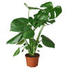 Philodendron Monstera Split-Leaf 4" Plant House Plant Shop 6" Pot 