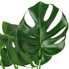 Philodendron Monstera Split-Leaf 4" Plant House Plant Shop 