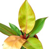 Philodendron 'Prince of Orange' 4" Plant (1pk/$2) ($6 Ship/15oz) House Plant Dropship 
