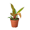 Philodendron 'Prince of Orange' 4" Plant (1pk/$2) ($6 Ship/15oz) House Plant Dropship 